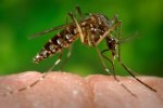 Doença por vírus Zika